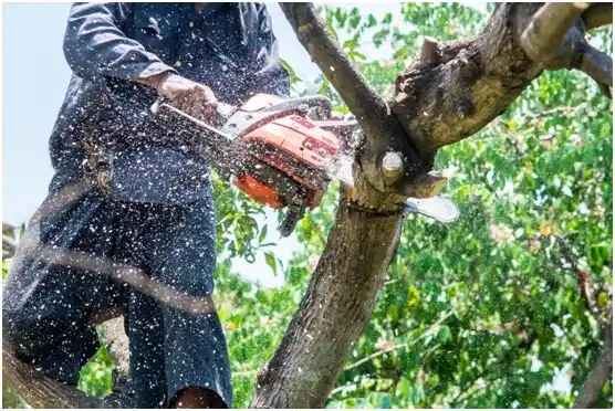 tree services Basin